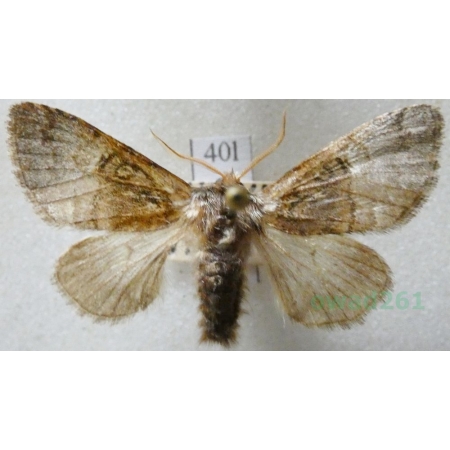 Colocasia coryli (Linnaeus, 1758) Połacica leszczynówka Czech40l